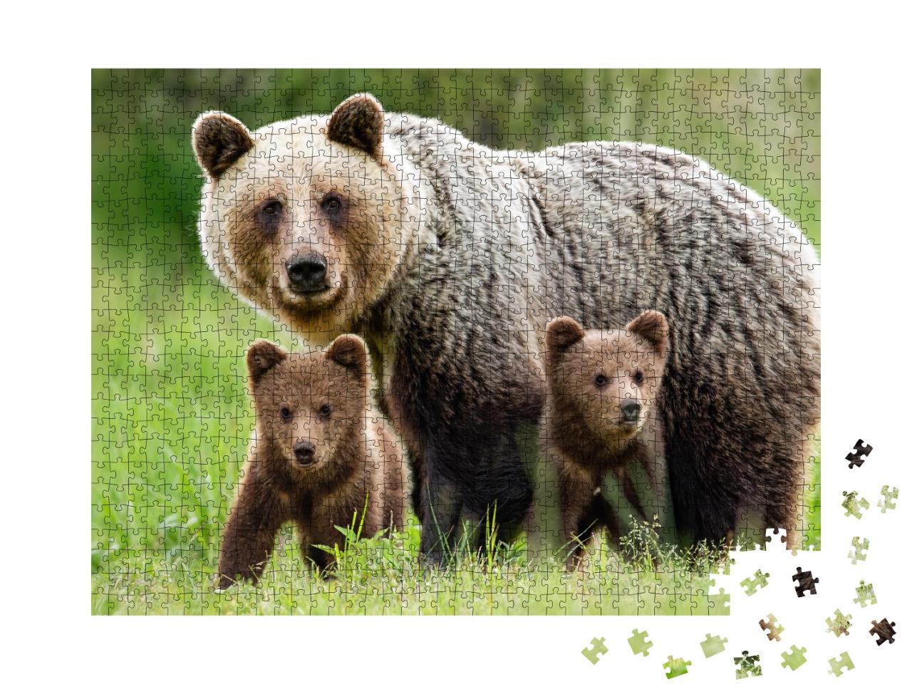 Puzzle de 1000 pièces « Une femelle ours brun avec deux oursons »