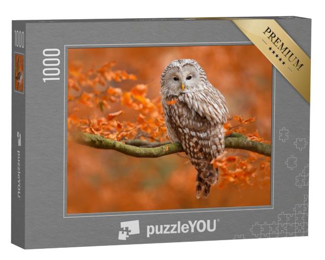 Puzzle de 1000 pièces « Photo d'automne avec hibou, chouette d'Ural, assis sur une branche dans une forêt de chênes, Norvège »