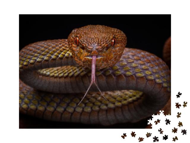Puzzle de 1000 pièces « Serpent venimeux Vipère de Manggrove »