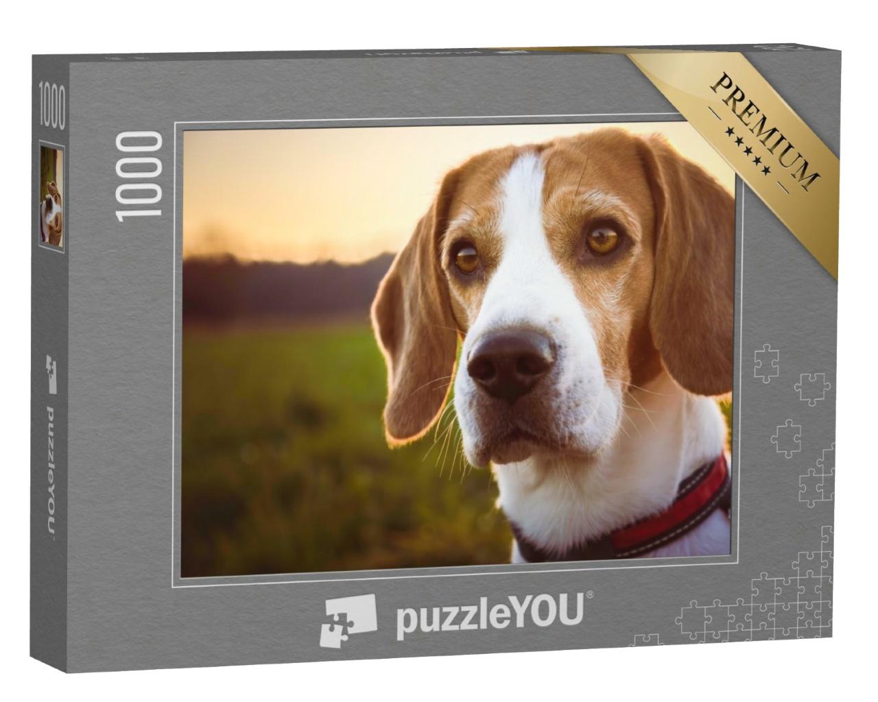 Puzzle de 1000 pièces « Portrait d'un beagle au coucher du soleil »