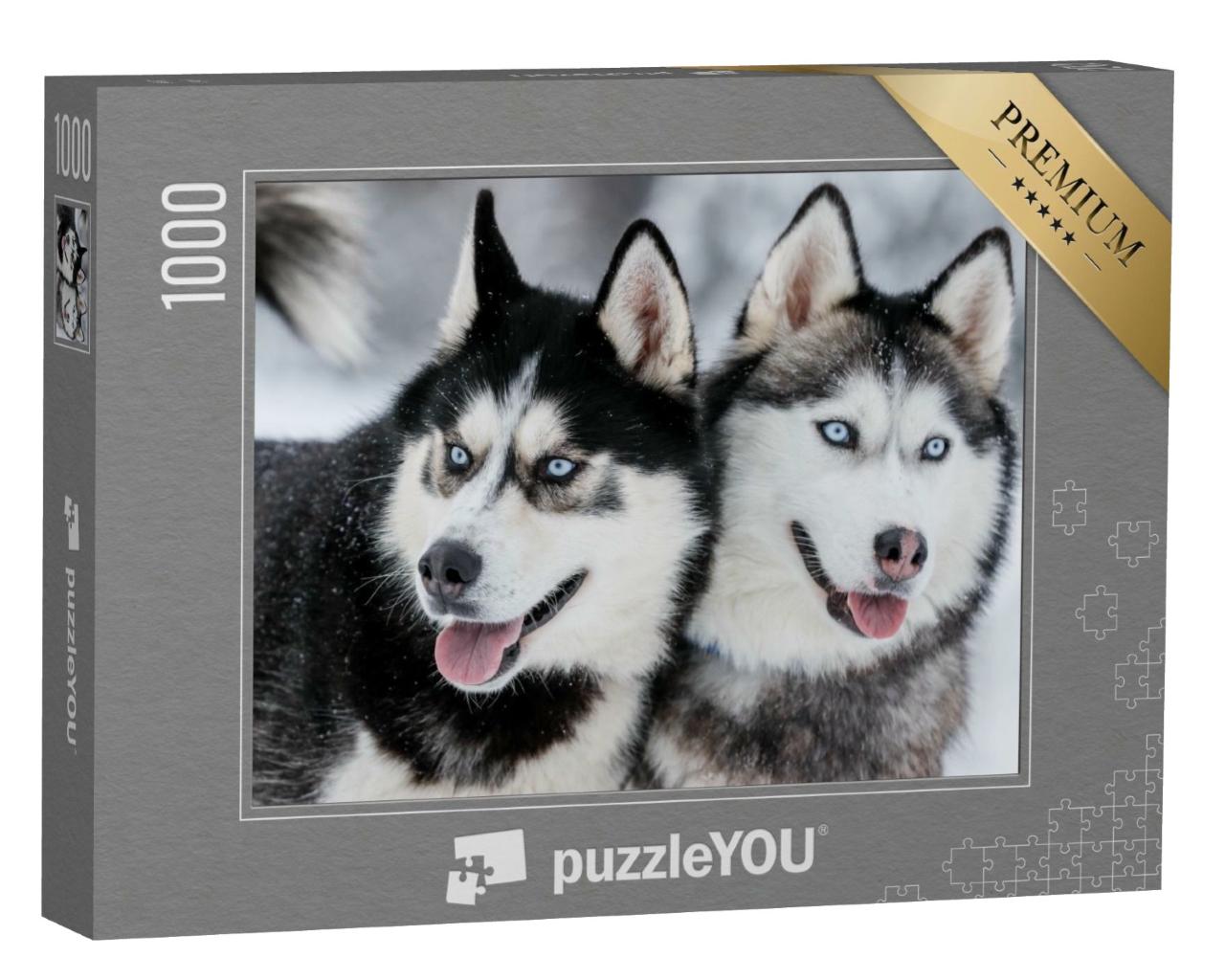 Puzzle de 1000 pièces « Huskies sibériens aux yeux bleus acier »