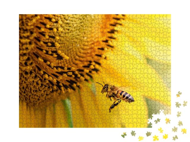 Puzzle de 1000 pièces « Une abeille mellifère pollinise un tournesol »