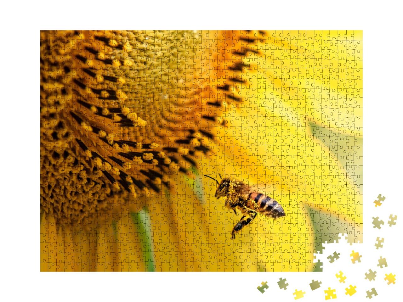 Puzzle de 1000 pièces « Une abeille mellifère pollinise un tournesol »