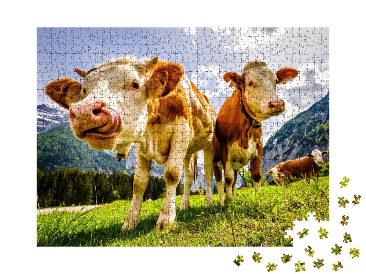 Puzzle de 1000 pièces « Des vaches curieuses sur l'alpage d'Eng en Autriche »