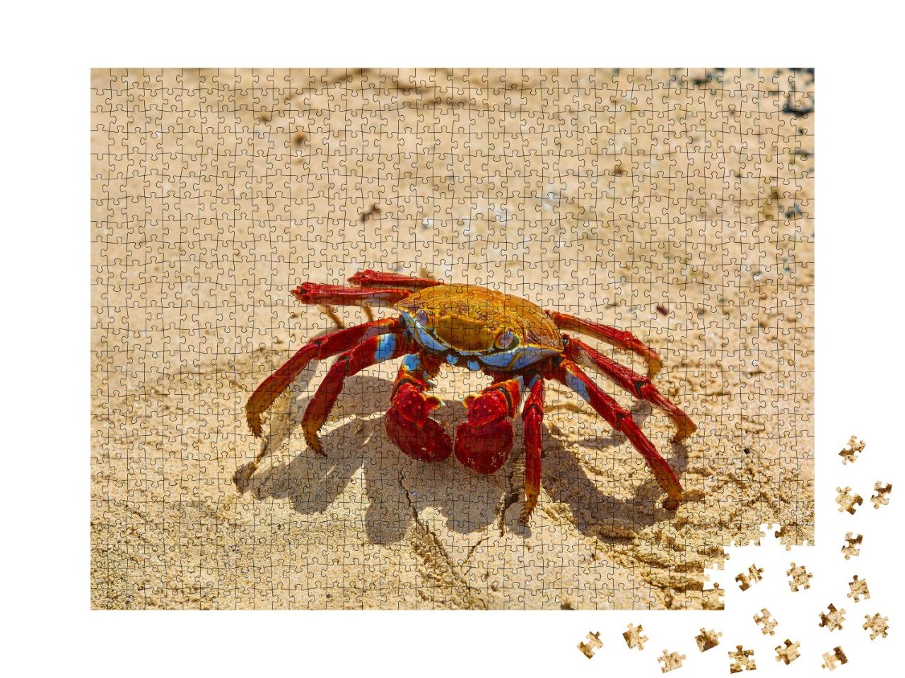Puzzle de 1000 pièces « Crabe Sally Lightfoot sur sable jaune, Iles Galapagos, Équateur »