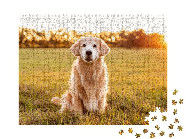 Puzzle de 1000 pièces « Golden Retriever dans une prairie au coucher du soleil »