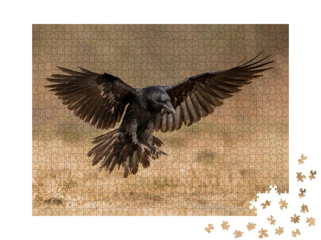 Puzzle de 1000 pièces « Grand corbeau en phase d'atterrissage »