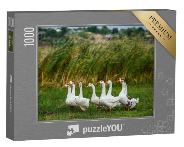 Puzzle de 1000 pièces « Oies blanches en promenade »
