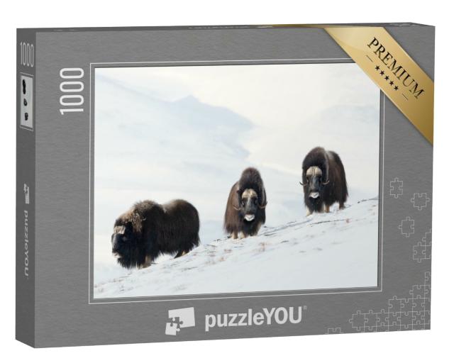 Puzzle de 1000 pièces « Trois bœufs musqués dans les montagnes enneigées de Dovrefjell, Norvège »