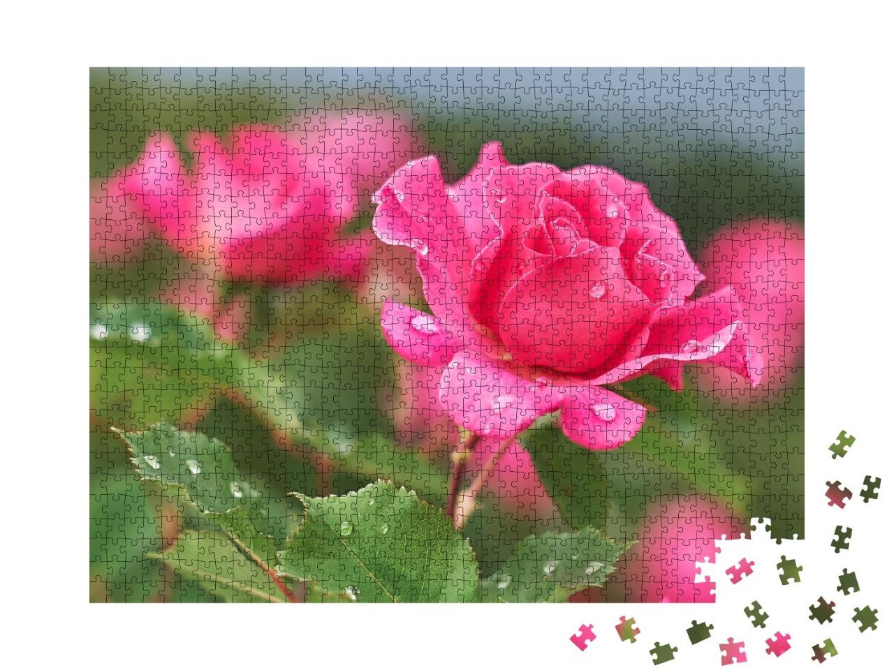Puzzle de 1000 pièces « Rose rose avec gouttes de pluie »