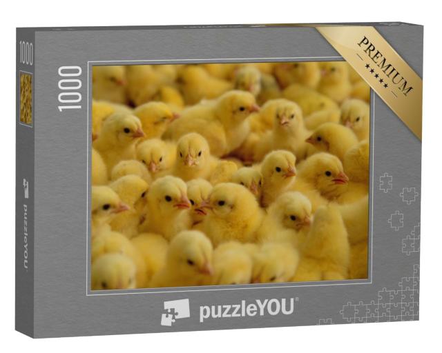 Puzzle de 1000 pièces « Poulets dans une ferme »