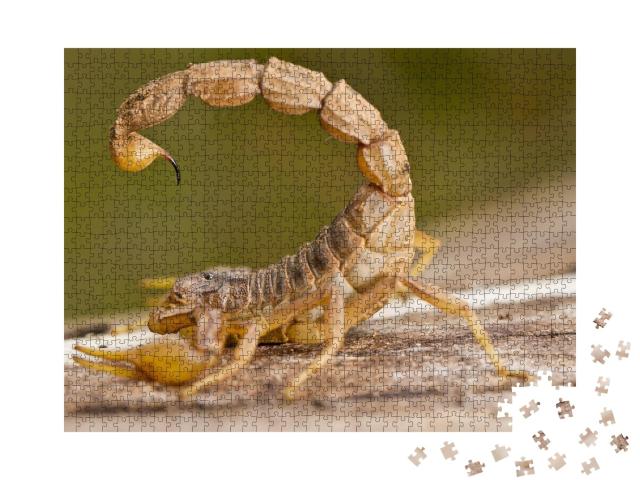 Puzzle de 1000 pièces « Détail d'un scorpion Buthus »