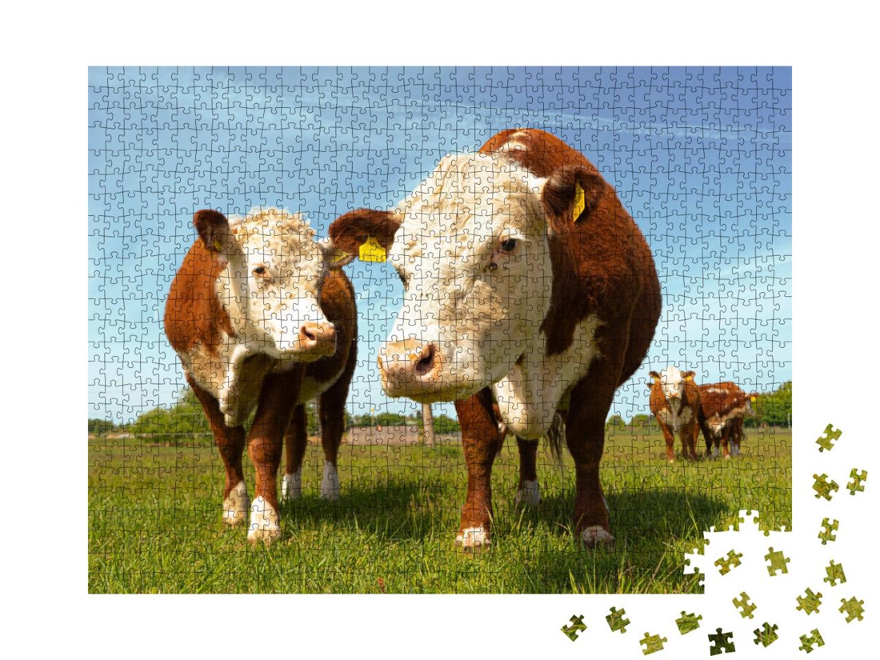 Puzzle de 1000 pièces « Les vaches Hereford à la campagne »