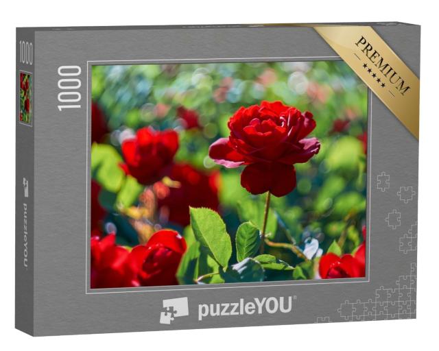 Puzzle de 1000 pièces « Rose rouge dans une roseraie en fleurs »