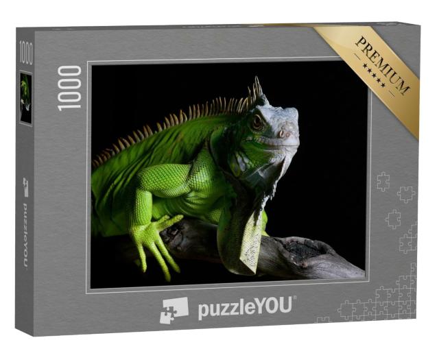 Puzzle de 1000 pièces « Grand iguane vert »