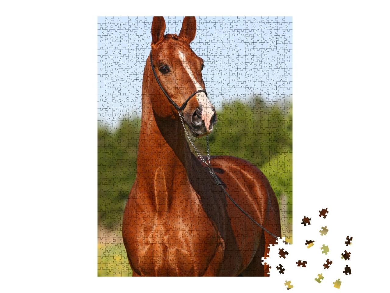 Puzzle de 1000 pièces « Étalon trakehner couleur châtaigne »