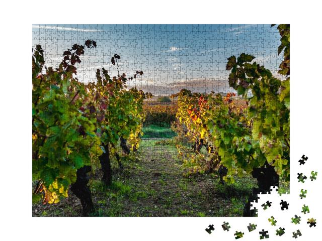 Puzzle de 1000 pièces « Vignoble du Languedoc-Roussillon en automne au coucher du soleil »