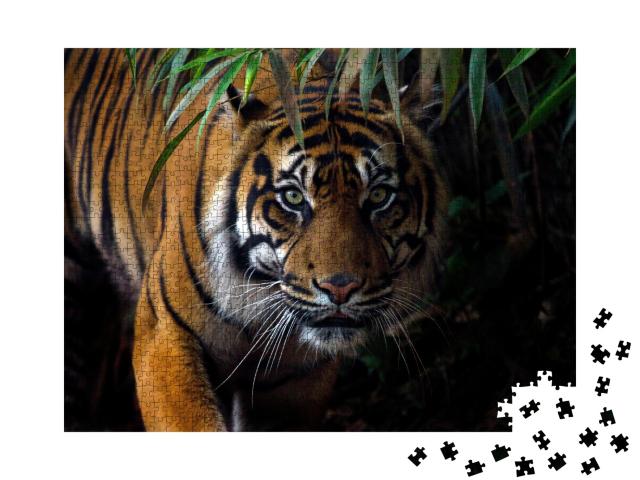 Puzzle de 1000 pièces « Un beau tigre de Sumatra en quête de proies »