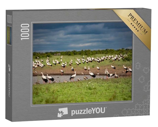Puzzle de 1000 pièces « Un groupe de cigognes blanches à un point d'eau »