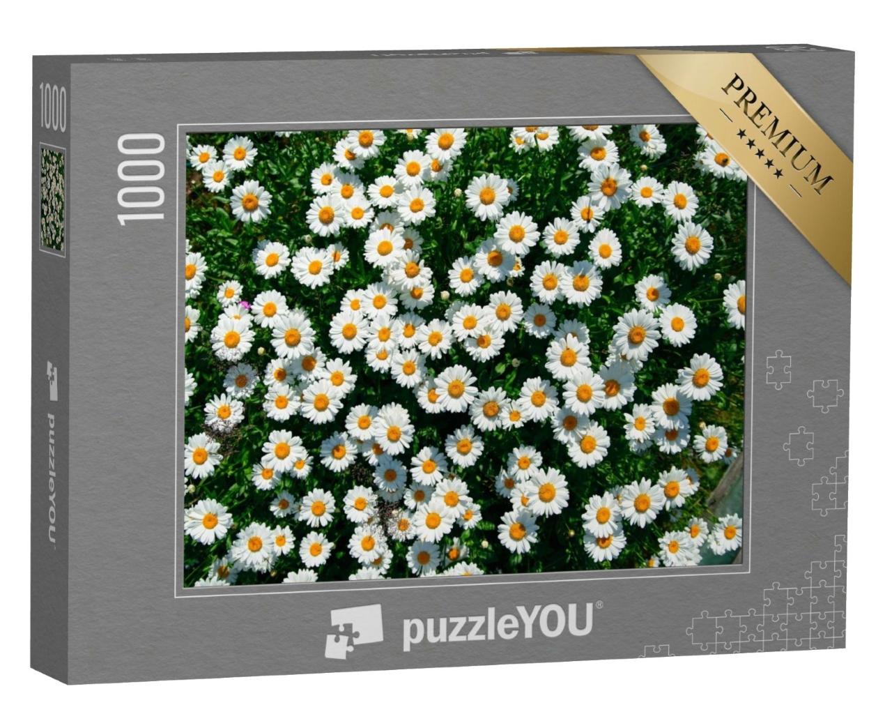 Puzzle de 1000 pièces « Pâquerette dans les champs »