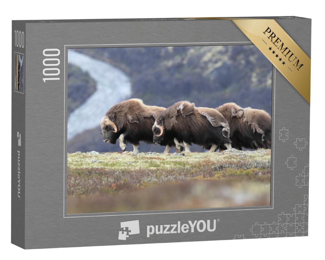 Puzzle de 1000 pièces « Bœufs musqués migrateurs dans le parc national de Dovrefjell, Norvège »