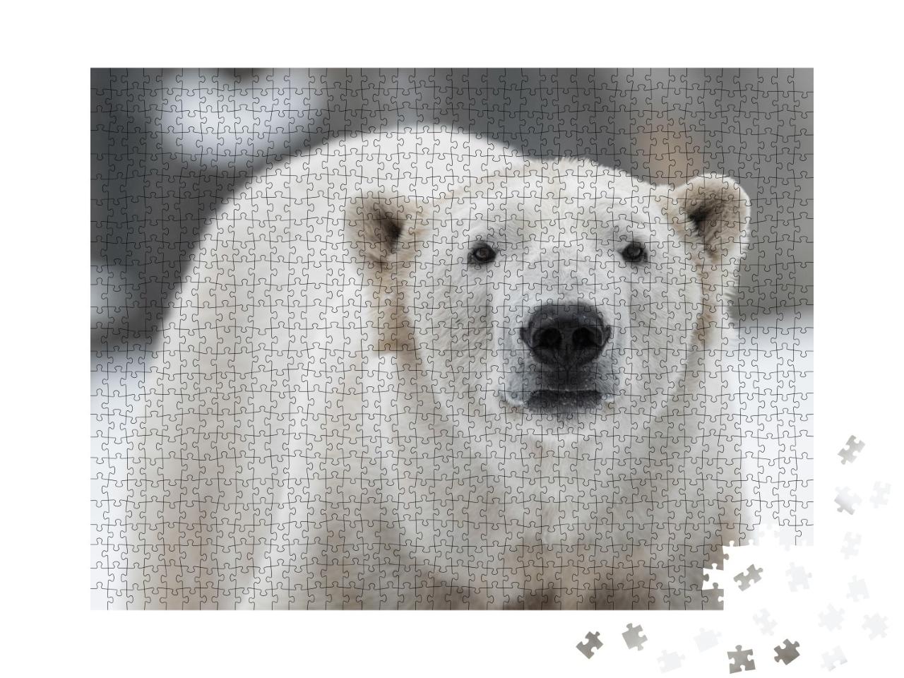 Puzzle de 1000 pièces « Ours polaire mâle, Ursus maritimus dans la neige »