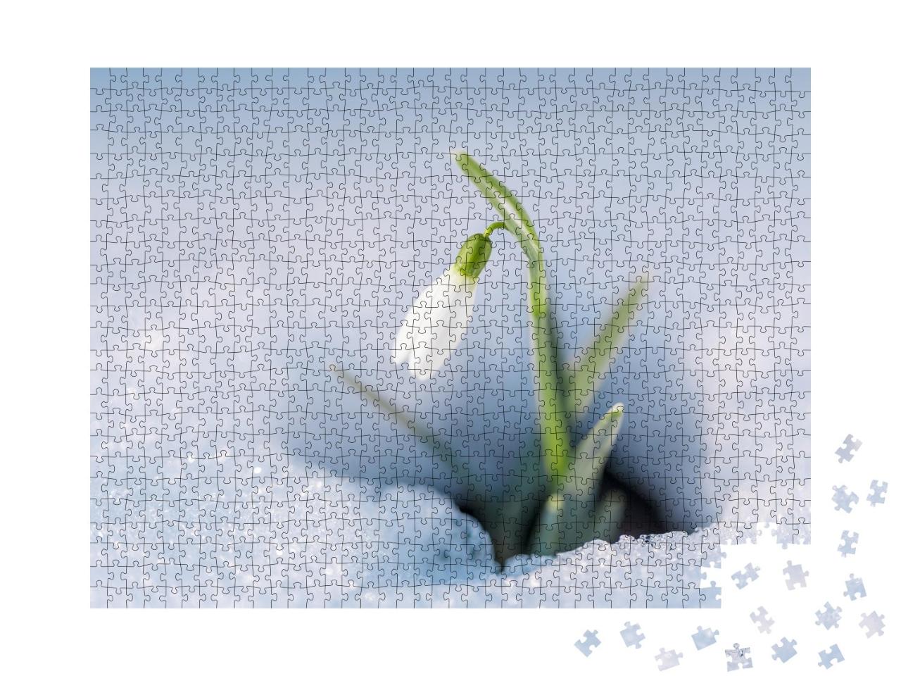 Puzzle de 1000 pièces « Perce-neige dans la neige »