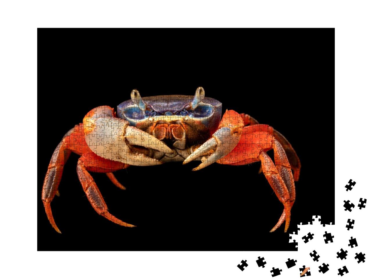 Puzzle de 1000 pièces « Un crabe arc-en-ciel africain »