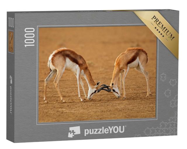 Puzzle de 1000 pièces « Deux antilopes springbok mâles se battent, Kalahari »