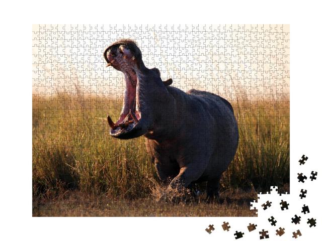 Puzzle de 1000 pièces « L'hippopotame, Hippopotamus amphibius »