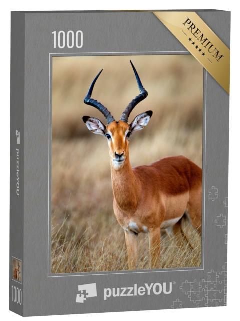 Puzzle de 1000 pièces « Un impala mâle dans le parc national Kruger en Afrique du Sud »