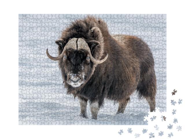 Puzzle de 1000 pièces « Bœuf musqué dans la neige »