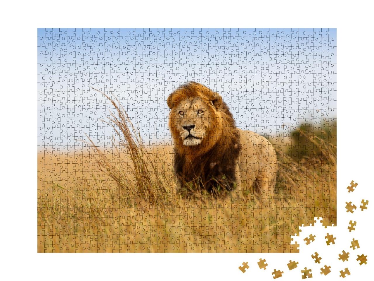 Puzzle de 1000 pièces « Un lion dans l'herbe dorée du Masai Mara, Kenya »
