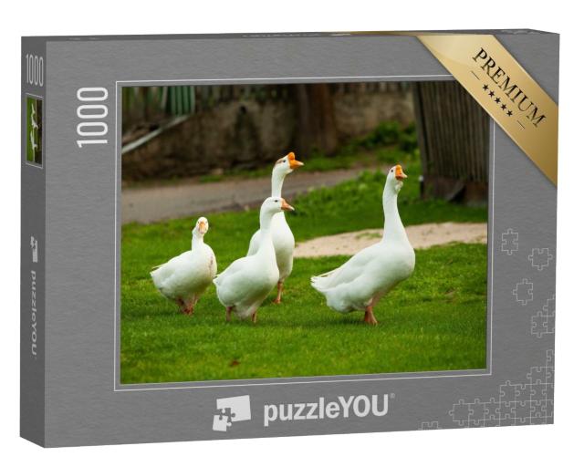 Puzzle de 1000 pièces « Oies blanches domestiques en pâture »