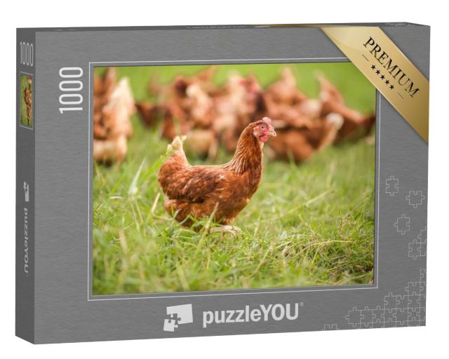 Puzzle de 1000 pièces « Poulets dans la prairie »