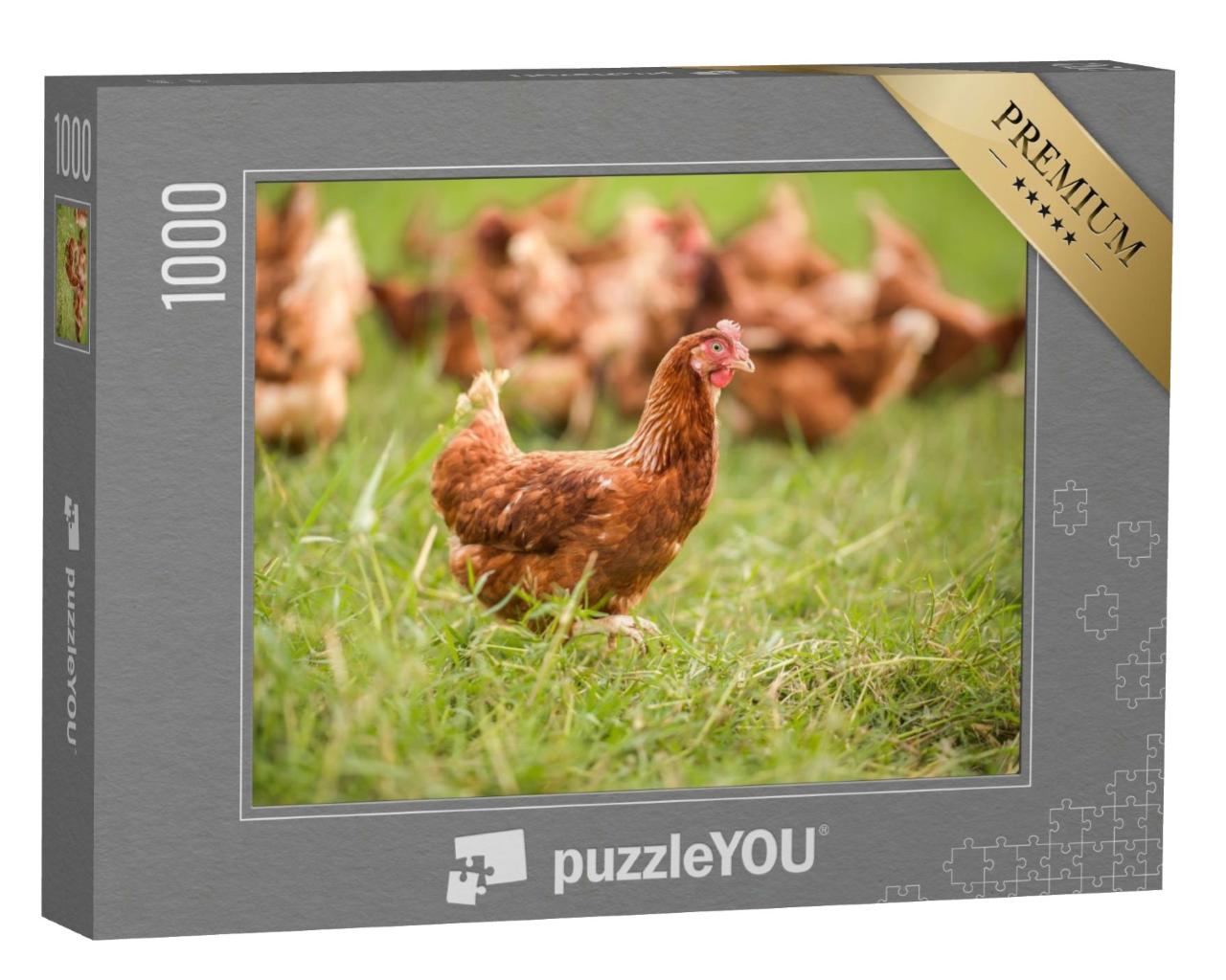 Puzzle de 1000 pièces « Poulets dans la prairie »