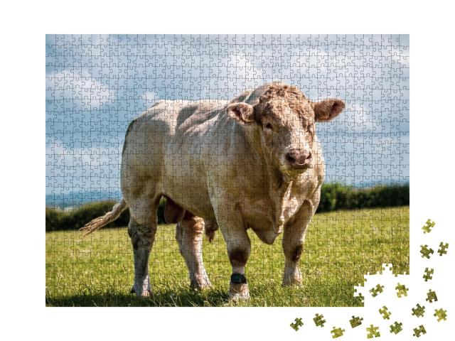 Puzzle de 1000 pièces « Le taureau charolais montre ses muscles dans les champs »