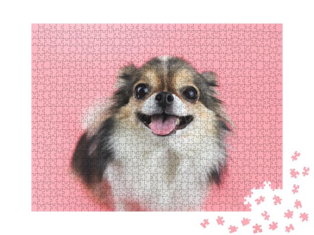 Puzzle de 1000 pièces « Chihuahua aux longs poils et à la langue rose »