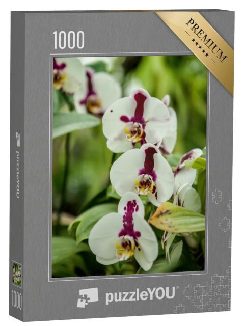 Puzzle de 1000 pièces « Une orchidée en fleur du genre Phalaenopsis »