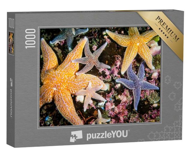 Puzzle de 1000 pièces « Des étoiles de mer colorées de toutes tailles »