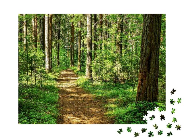 Puzzle de 1000 pièces « Scène de paysage en forêt : un chemin forestier idyllique »