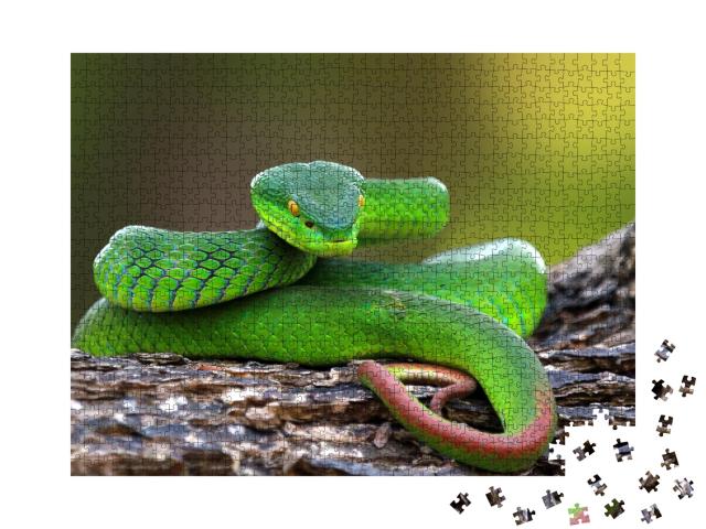 Puzzle de 1000 pièces « Trimisurus albolabris, serpent vert sur branche »