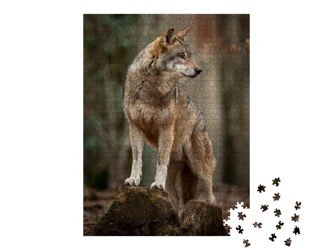 Puzzle de 1000 pièces « Loup gris dans une pose de flair dans la forêt »