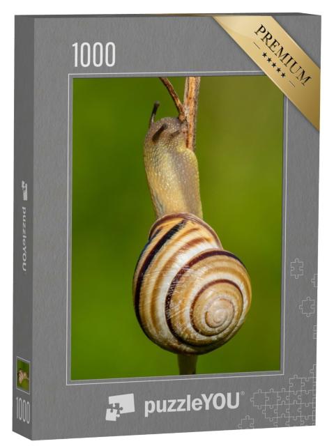 Puzzle de 1000 pièces « L'escargot commun, Cepaea nemoralis »