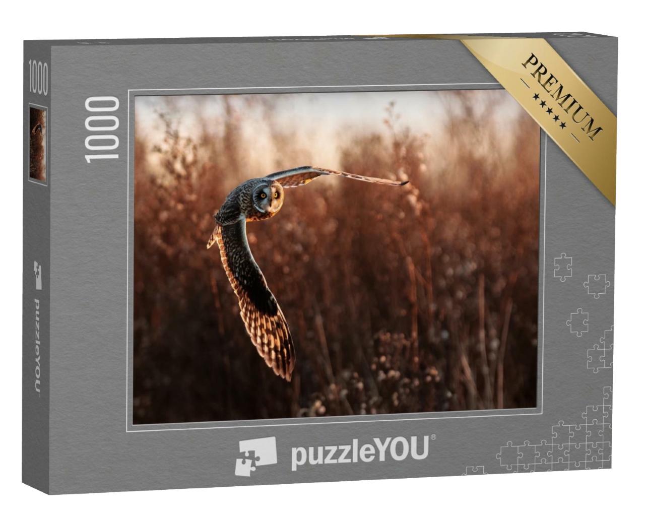 Puzzle de 1000 pièces « Hibou des marais en vol lors de la chasse »