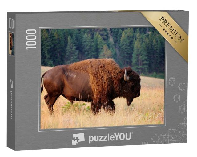 Puzzle de 1000 pièces « Bison américain au petit matin, Montana »