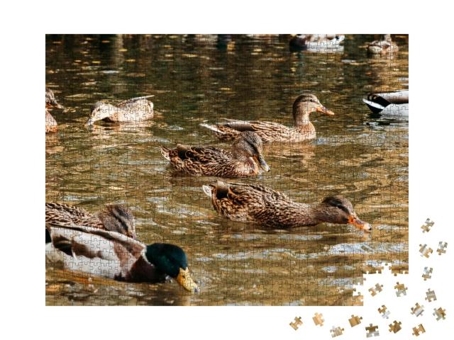 Puzzle de 1000 pièces « Une grande volée de canards mange du pain sur le lac »