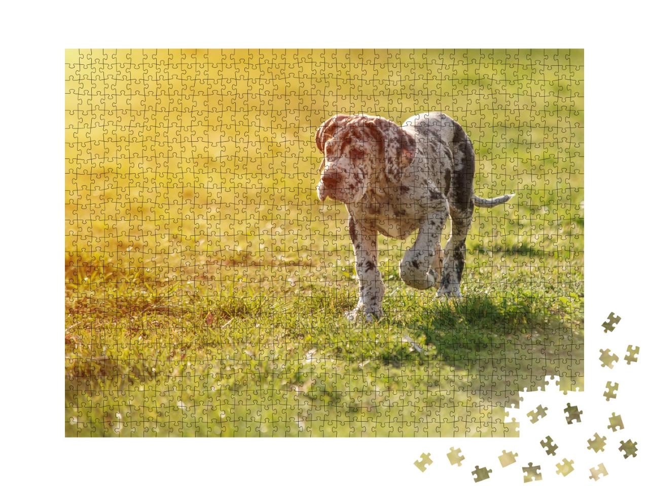 Puzzle de 1000 pièces « Dogue allemand sur la pelouse »