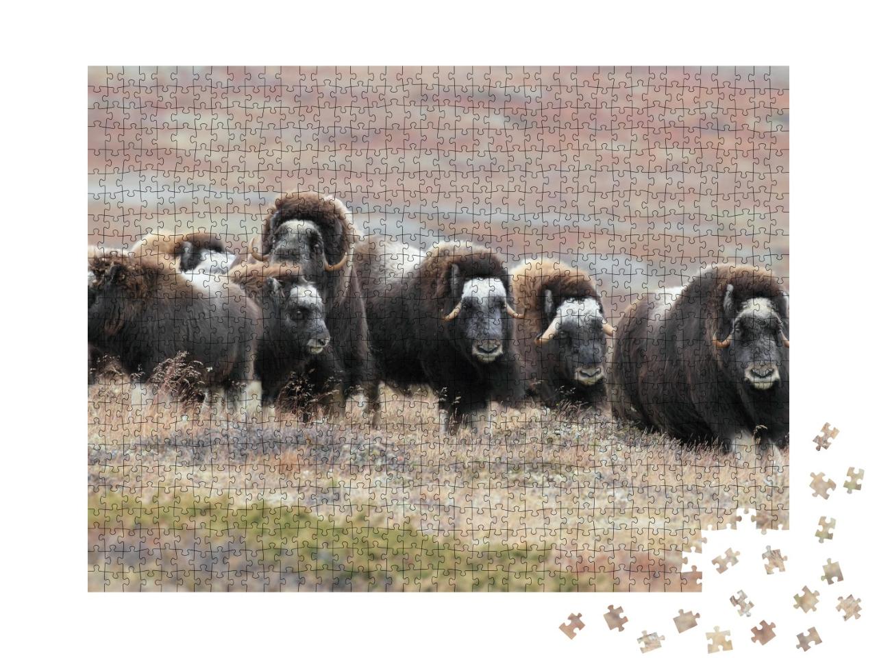 Puzzle de 1000 pièces « Un troupeau de bœufs musqués dans le parc national de Dovrefjell, Norvège »