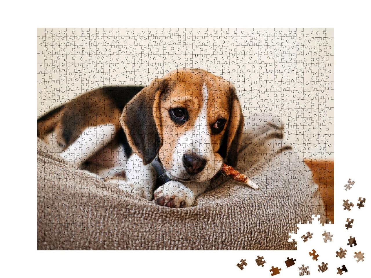 Puzzle de 1000 pièces « Un beagle avec une friandise »